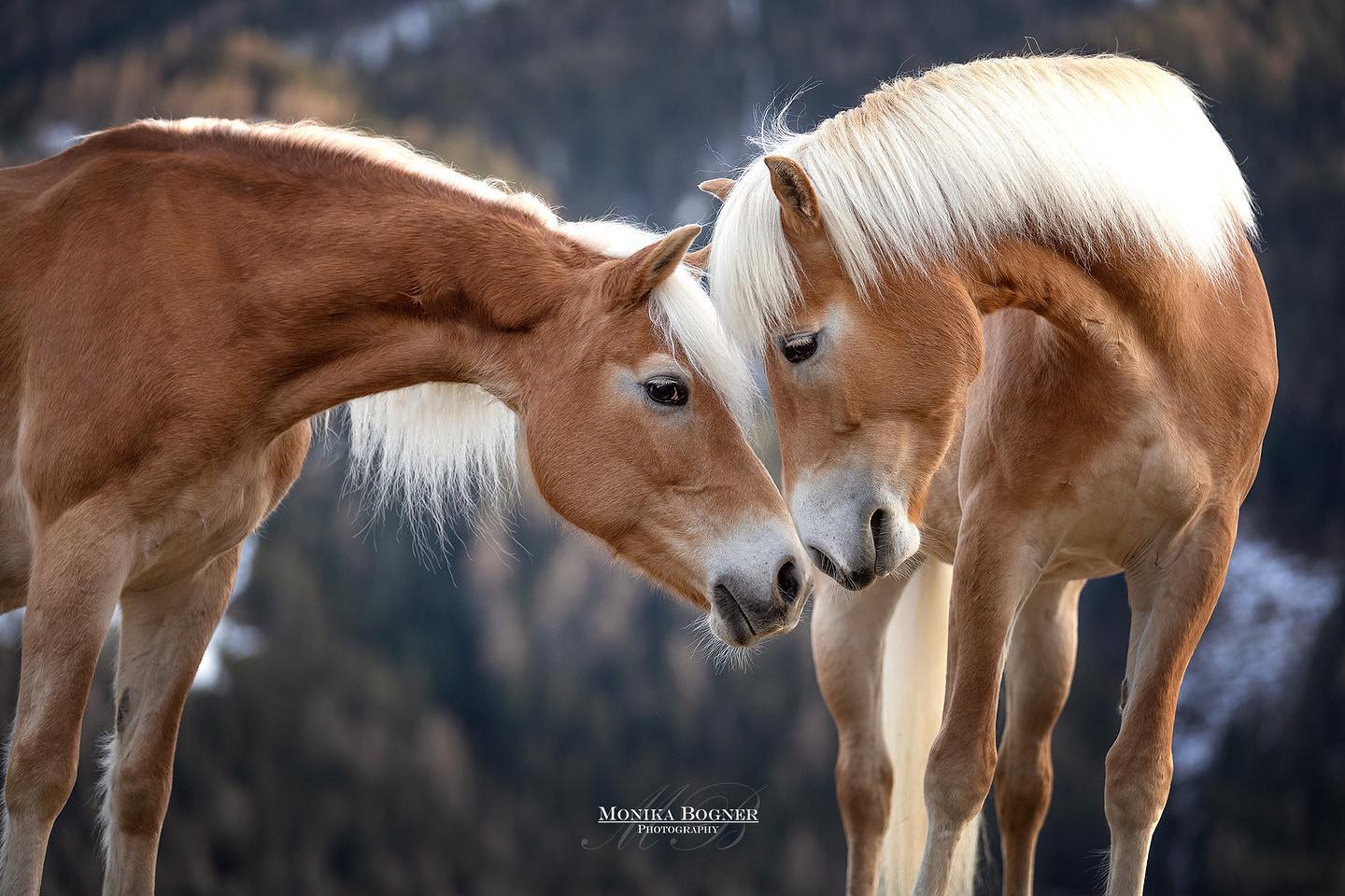 Monika Bogner Photography - Haflinger